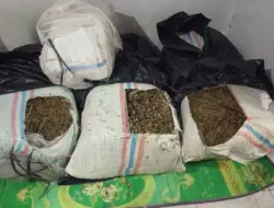 Polisi Gagalkan Peredaran 50 Kg Ganja di Bireuen