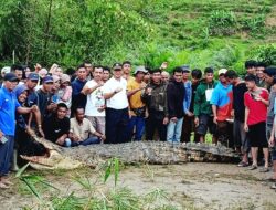 Warga Tangkap Buaya Pemangsa IRT di Simeulue