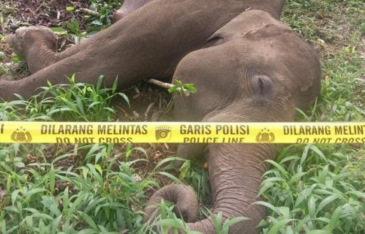Seekor Gajah Betina Mati di Karang Ampar