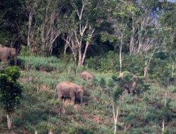 Jalur Jelajah Gajah di Aceh Berubah Pascabencana