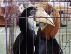 Tim Gabungan Gagalkan Penyelundupan Satwa Dilindungi di Aceh Timur