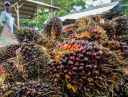 Harga TBS Sawit di Aceh Utara Turun, Rp2.950/Kg