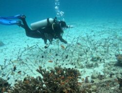 Pemerintah Manfaatkan Skema Pengalihan Utang untuk Selamatkan Terumbu Karang