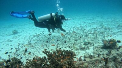 Transplantasi karang