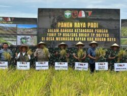 Panen Padi di Beutong, Sinergi TNI–Polri dan Pemda