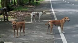 Kawanan Anjing Liar Resahkan Warga Banda Aceh