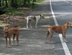 Kawanan Anjing Liar Resahkan Warga Banda Aceh