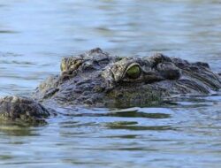 Warga Simeulue Diterkam Buaya Saat Cari Kerang di Sungai Luan Boya
