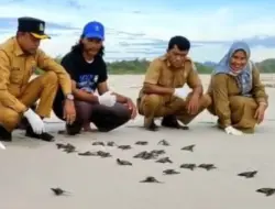 200 Tukik Dilepasliarkan di Pantai Along Simeulue