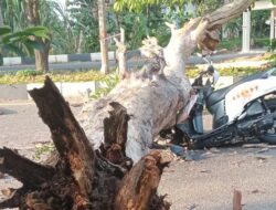 Pohon Tumbang di Aceh Besar Lukai Pengendara Motor