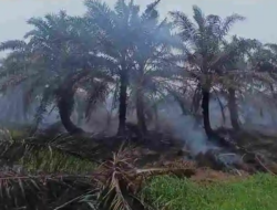 DLHK Diminta Periksa PT Nafasindo Terkait Kebakaran Lahan di Singkil