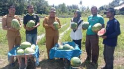 Pemkab Simeulue Gagas Program Komoditas Tanaman Cepat Panen