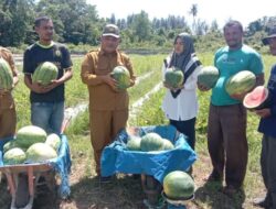 Pemkab Simeulue Gagas Program Komoditas Tanaman Cepat Panen