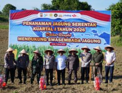 Tanam Raya Jagung Serentak di Seulimeum, Aceh Besar Ikuti Program Nasional