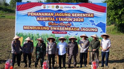 Tanam Raya Jagung Serentak di Seulimeum, Aceh Besar Ikuti Program Nasional
