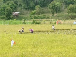 Aceh Besar Dapat Bantuan Cetak Sawah Baru Seluas 250 Hektare