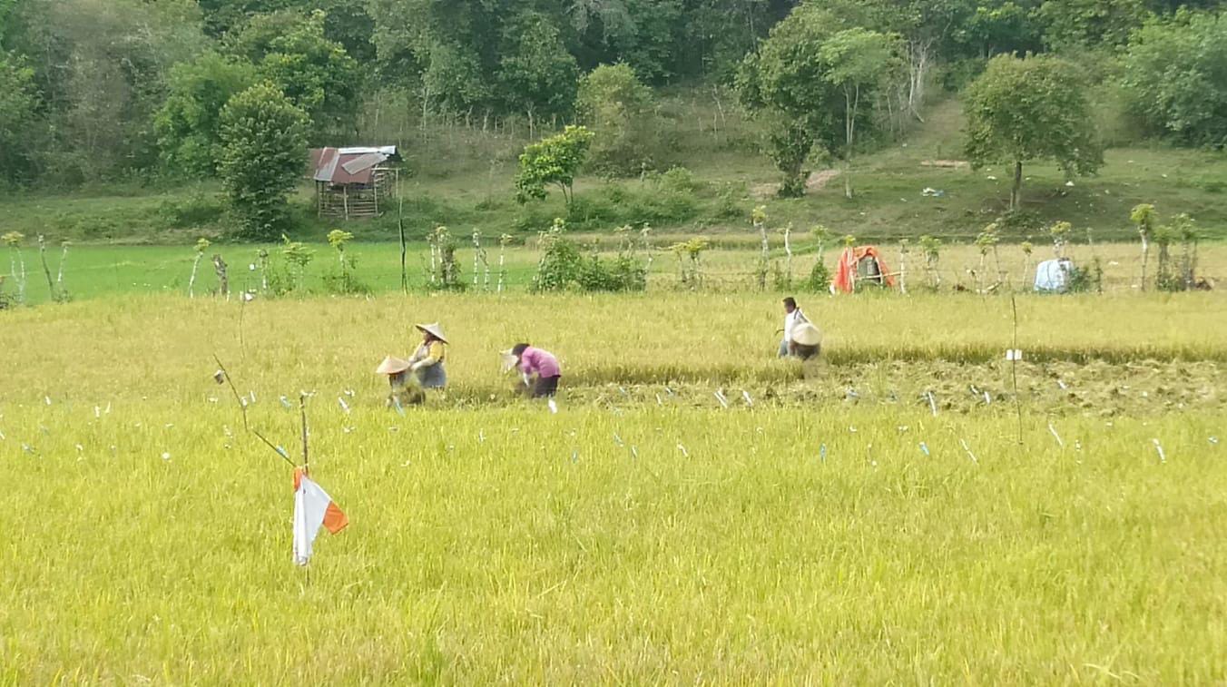 Aceh Besar Dapat Bantuan Cetak Sawah Baru Seluas 250 Hektare