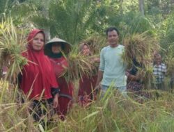 Harga Gabah di Abdya Anjlok