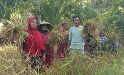 Harga Gabah di Abdya Anjlok