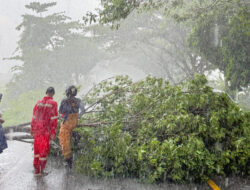 Hujan Deras Picu Pohon Tumbang di Indrapuri, Lalu Lintas Sempat Macet
