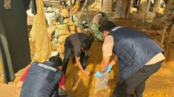 Limbah Pengolahan Emas