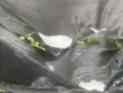 Hujan Es dan Angin Kencang Rusak Perkebunan di Aceh Tengah