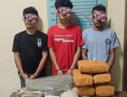Penggerebekan di Ketambe, Polisi Amankan Tiga Pria dan 11,35 Kg Ganja