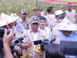Petani Indrapuri Sukses Panen Jagung, Dukung Ketahanan Pangan