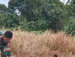 Petani Subulussalam Optimalkan Lahan Kering, Dukung Ketahanan Pangan