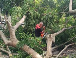 Pohon Tumbang di Simpang Lubok, Kadis DLHK Aceh Besar Turun Tangan