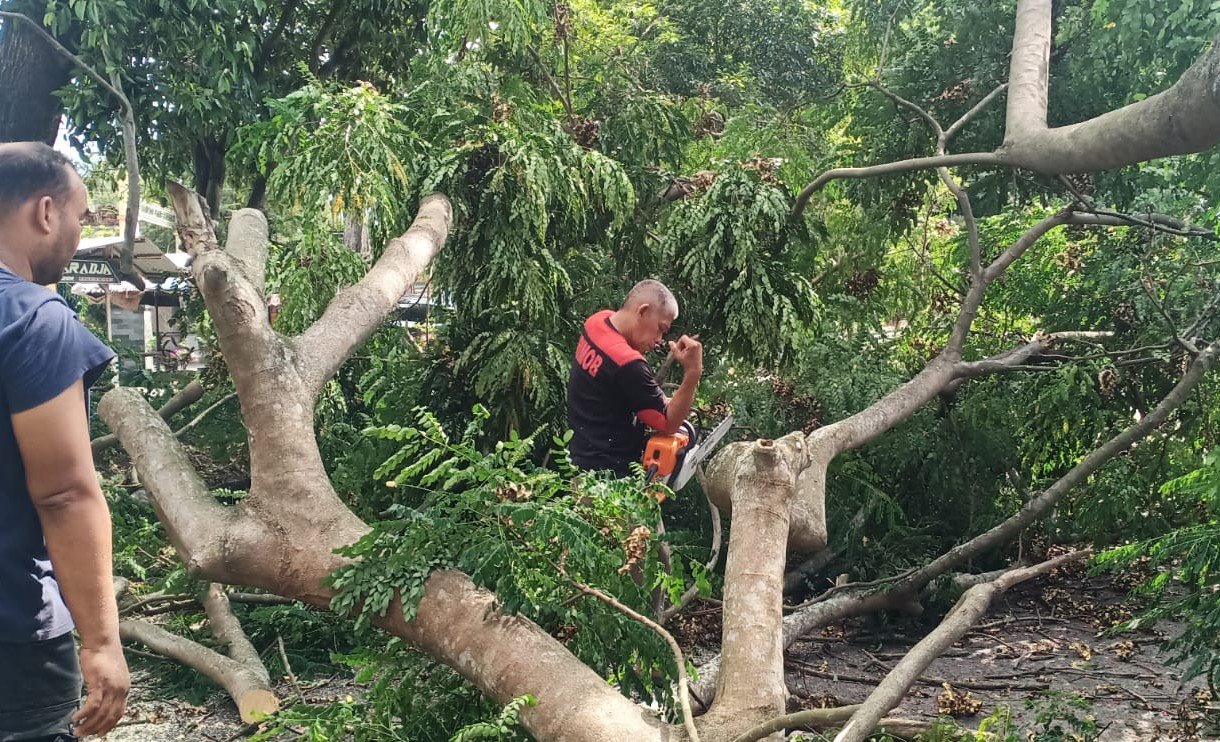 Pohon Tumbang di Simpang Lubok, Kadis DLHK Aceh Besar Turun Tangan