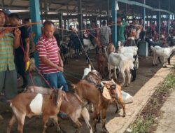Pasar Hewan Sibreh Ramai, Stok Dipastikan Aman Jelang Idul Adha