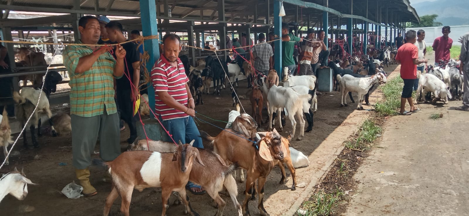 Pasar Hewan Sibreh Ramai, Stok Dipastikan Aman Jelang Idul Adha