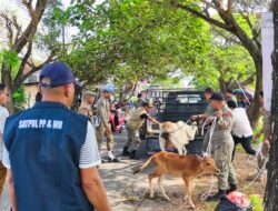 Sapi Berkeliaran di Ingin Jaya Diamankan, Pemilik Dikenai Denda