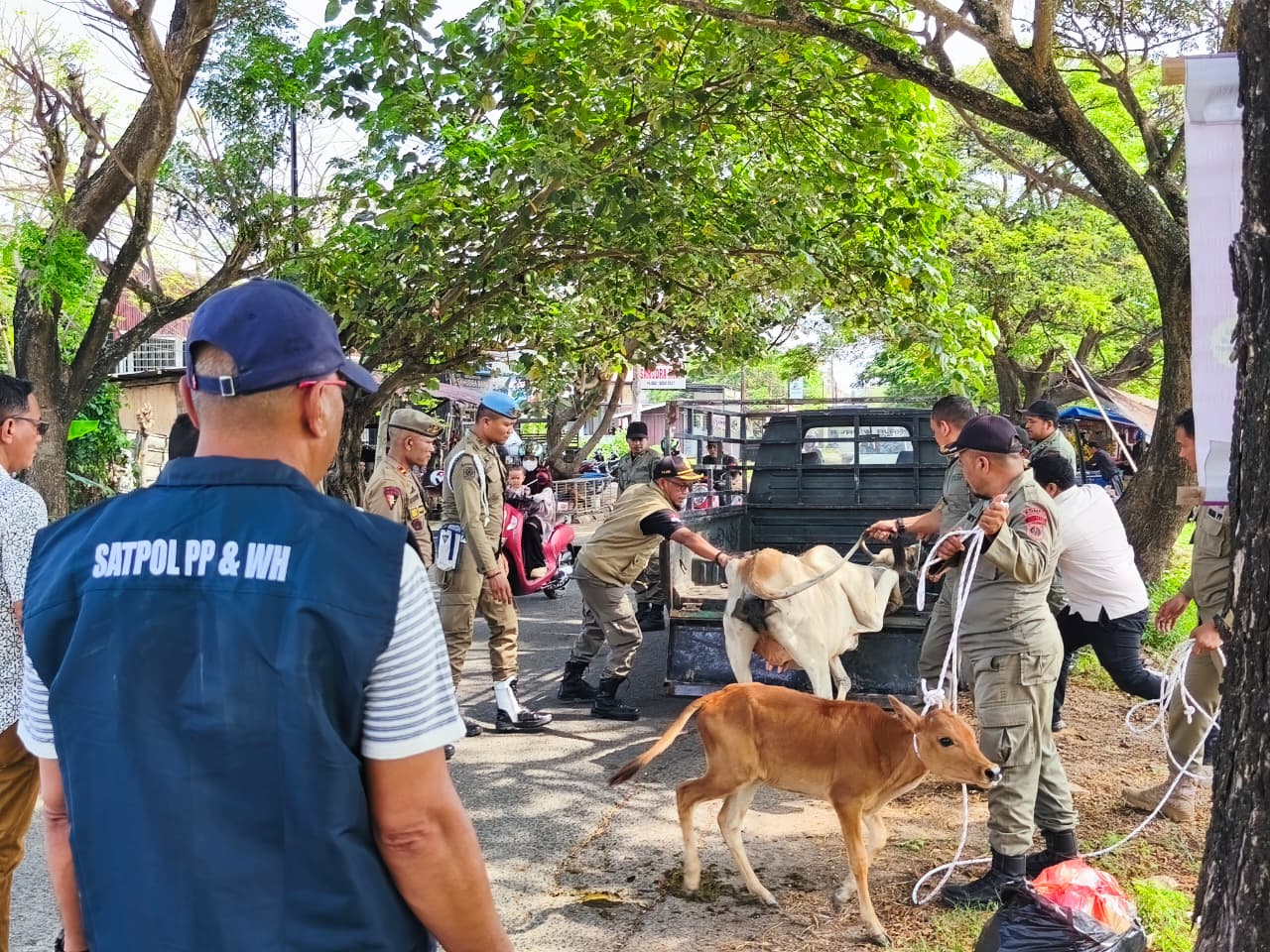 Sapi Berkeliaran di Ingin Jaya Diamankan, Pemilik Dikenai Denda