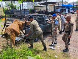 Empat Sapi Diamankan Satpol PP Aceh Besar di Jalan Soekarno Hatta