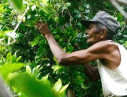 Simeulue Ajukan Bantuan Sejuta Bibit Cengkeh