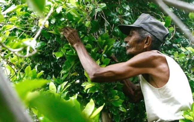 Simeulue Ajukan Bantuan Sejuta Bibit Cengkeh