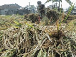 Serapan Gabah Kering Panen di Aceh Capai 50 Persen
