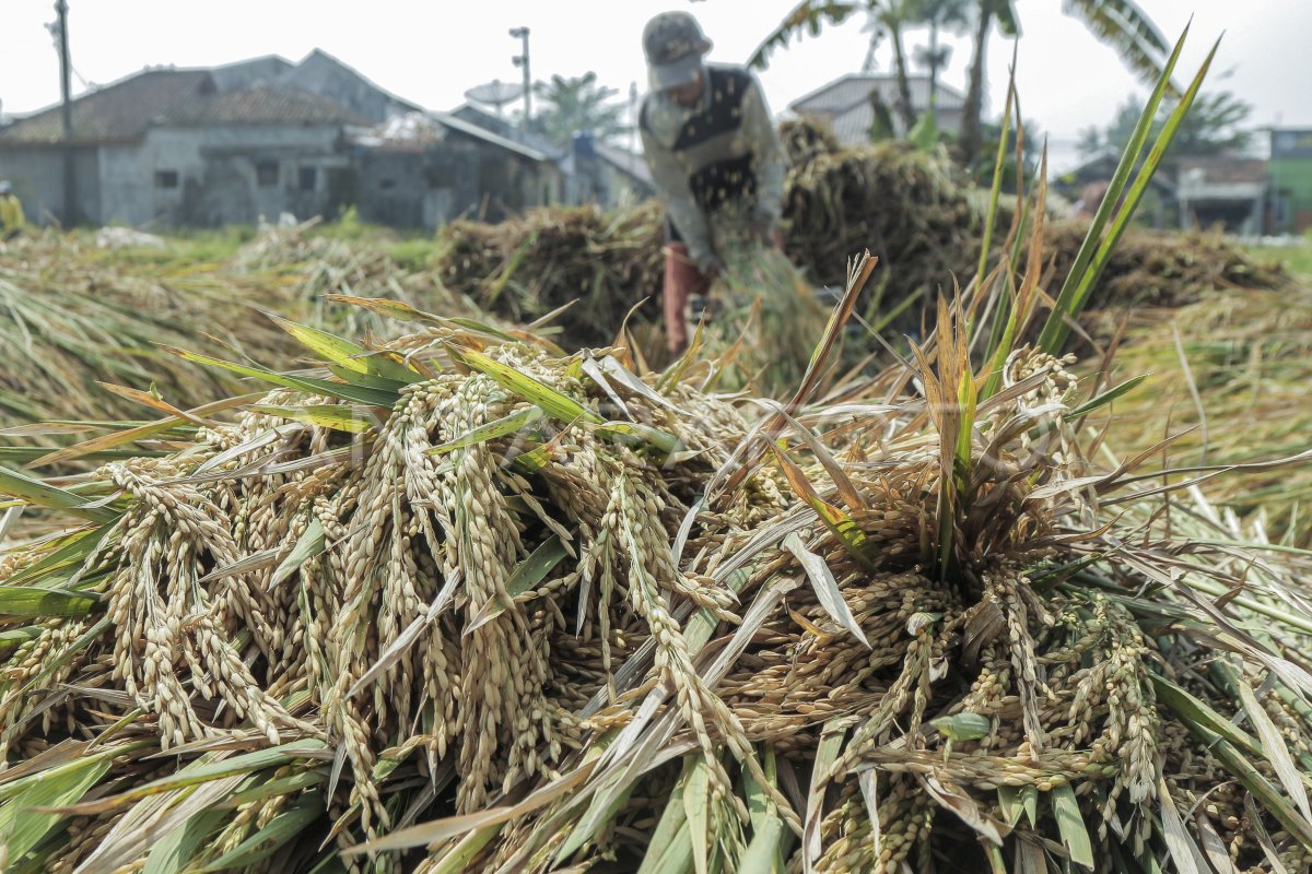 gabah kering panen