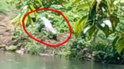 Buaya Kr Sarah