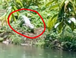 Warga Heboh, Seekor Buaya Muncul di Sungai Sarah