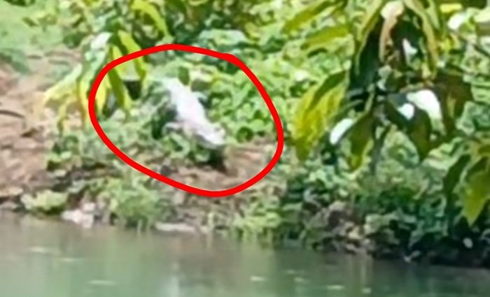 Buaya Kr Sarah