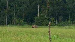 Gajah Liar