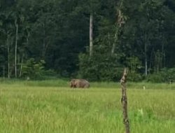 Gajah Liar Masuki Permukiman Warga Krueng Ayon