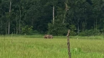 Gajah Liar