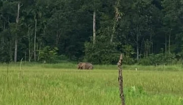 Gajah Liar