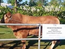 Warga Alue Dua Terima Sapi Kurban Bantuan Wapres