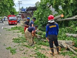 Hujan dan Angin Kencang, Empat Titik di Aceh Besar Terdampak Pohon Tumbang