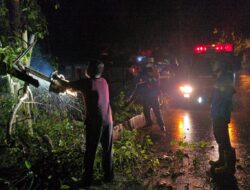 Cuaca Buruk Picu Pohon Tumbang di Aceh Besar, Warga Diimbau Waspada